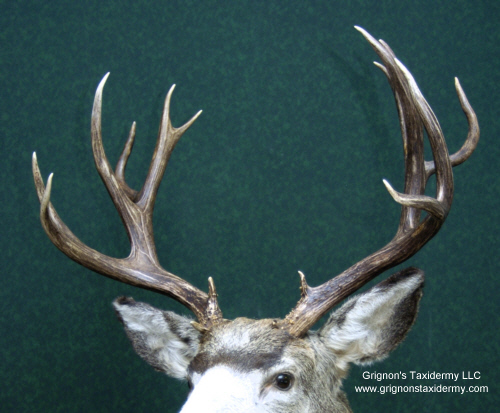 mule deer mount by Reimond Grignon